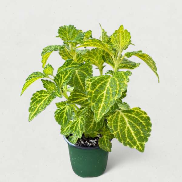 Coleus 'Electric Lime' (4.5” Pot)