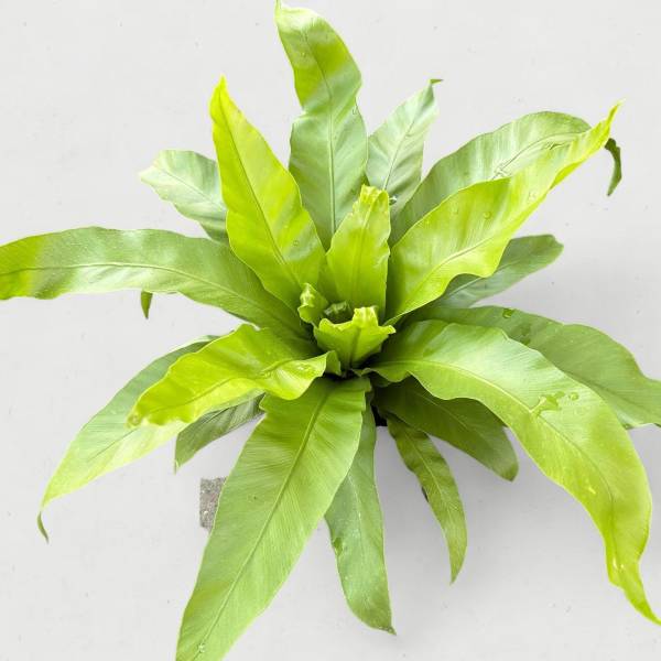 6” Bird’s Nest Fern (Asplenium nidus)