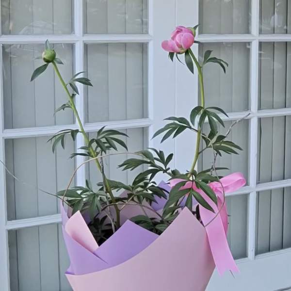Coral Peony Plant – Elegant Mother’s Day Gift | Brea Flower Delivery
