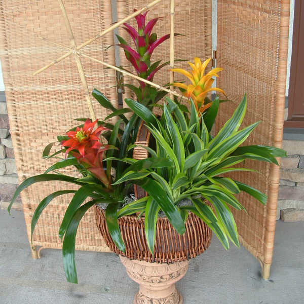 Tropical plant arrangement in a wicker basket on a pedestal stand