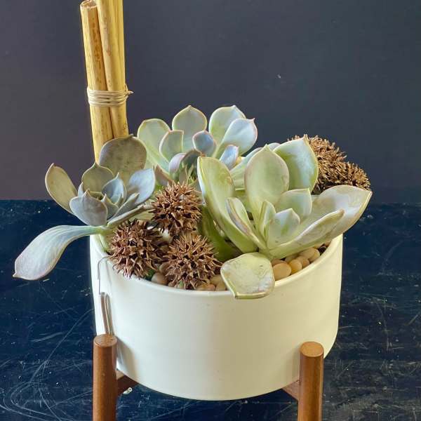 Succulent arrangement in a white pot with bamboo stakes