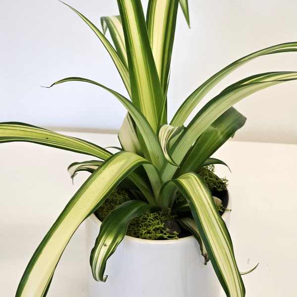 Spider plant