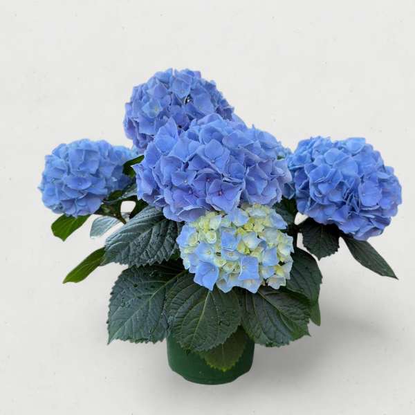 Premium 6.5” Blue Hydrangea