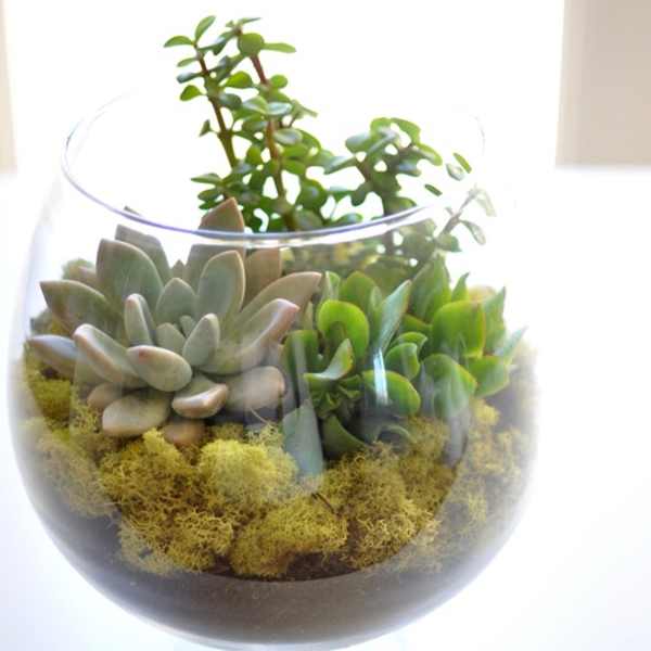 Succulent arrangement in a clear glass bowl with moss