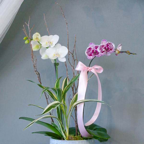 Potted orchid arrangement with white and pink blooms and a pink ribbon