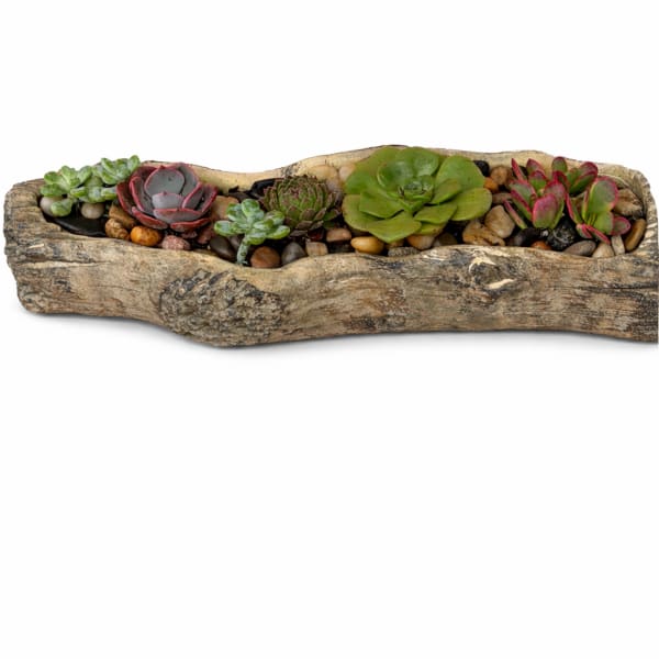 Cement Driftwood Succulent Garden