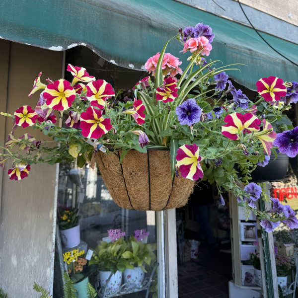 Blooming Hanging Basket