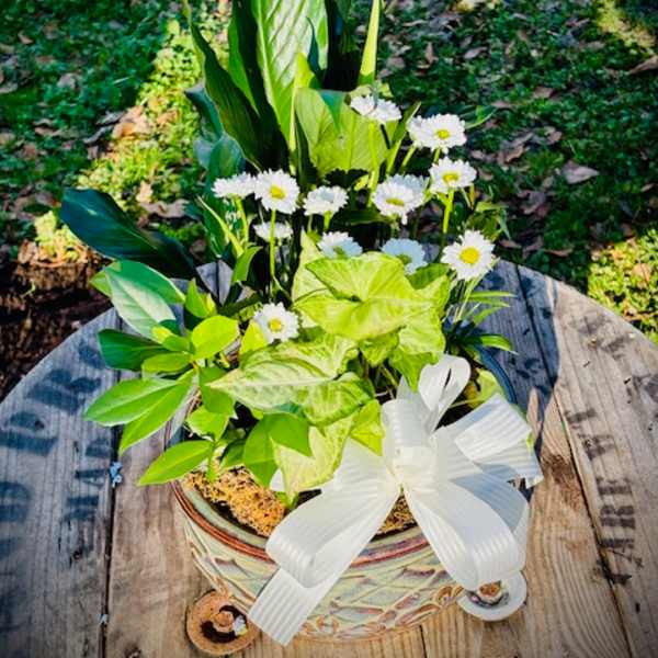 Potted arrangement with white daisies and green foliage in a decorative container