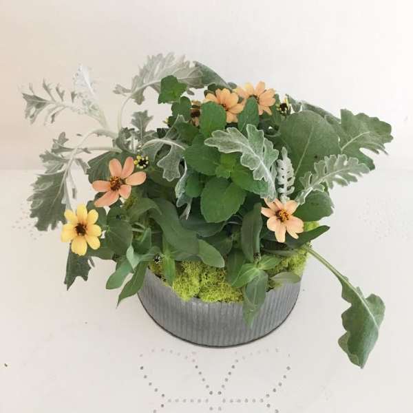 Small potted arrangement with peach and yellow daisy-like flowers