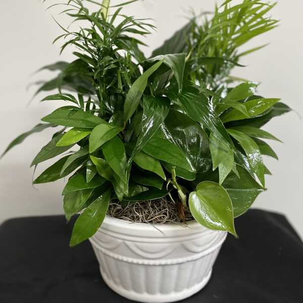 Potted green houseplant in a white ceramic planter