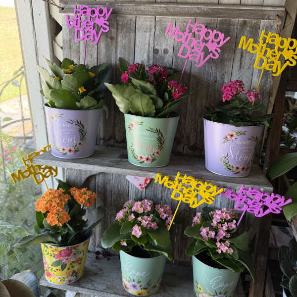 Kalanchoe Planter