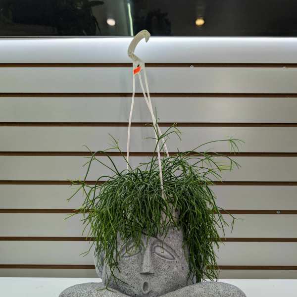 Potted trailing green plant in a stone face planter