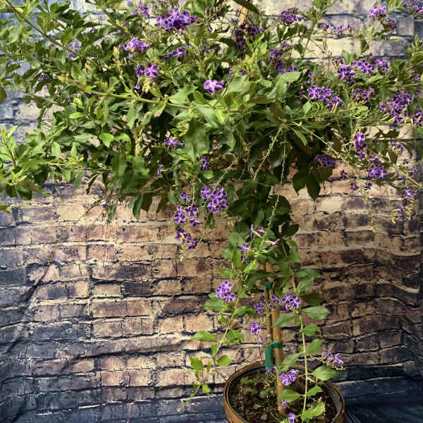 Butterfly Bush (Duranta)