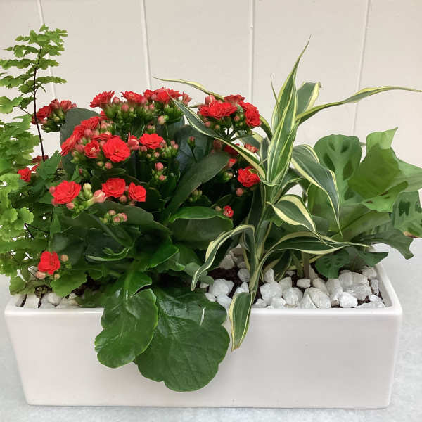Red kalanchoe and mixed foliage in a white rectangular planter