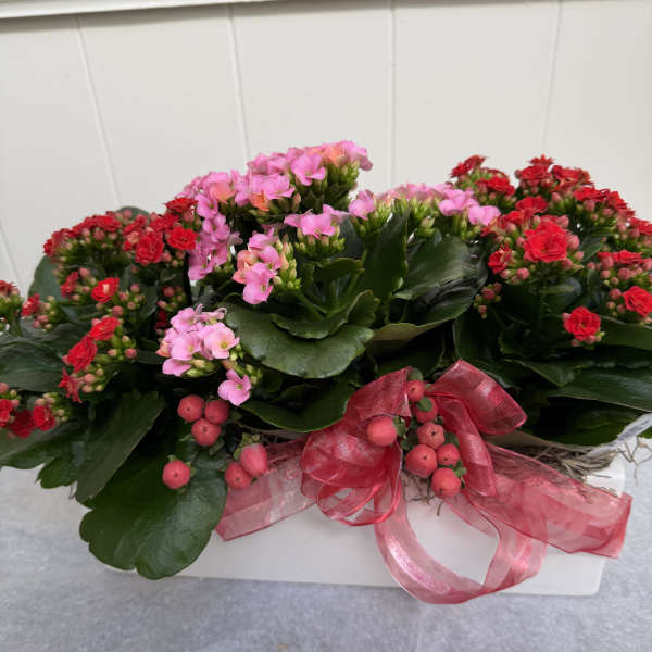 Potted kalanchoe plants with pink and red blooms and a pink ribbon