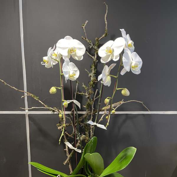Tall white orchid and succulents in a modern square white planter with decorative branches