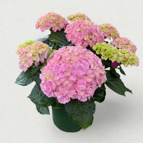Premium 6.5” Pink Hydrangea