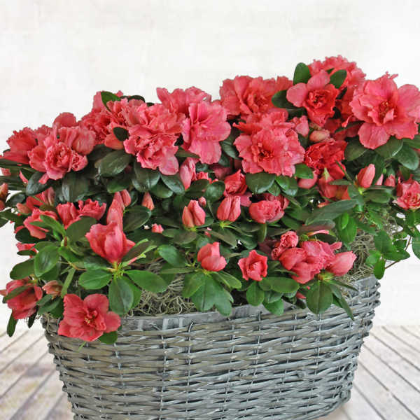 Double Azalea Basket