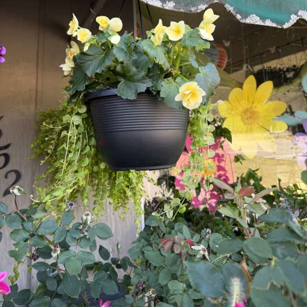 Begonia and Creeping Jenny Hanging Basket