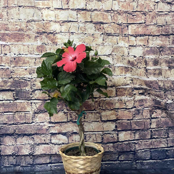 Potted hibiscus plant with a pink bloom in a woven basket