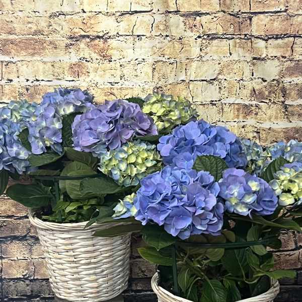 Blue and lavender hydrangea arrangements in white wicker baskets