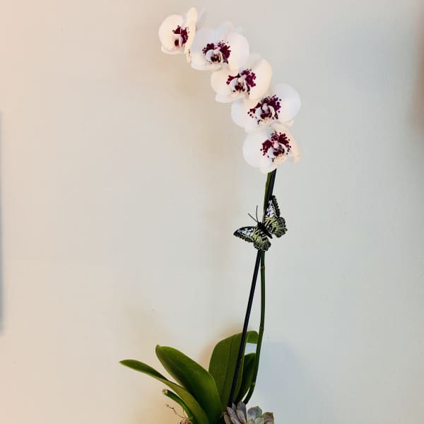 White orchid plant in a patterned ceramic pot with a small succulent