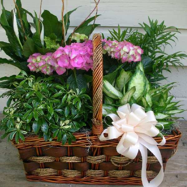 Basket of pink flowers and green plants with a white bow