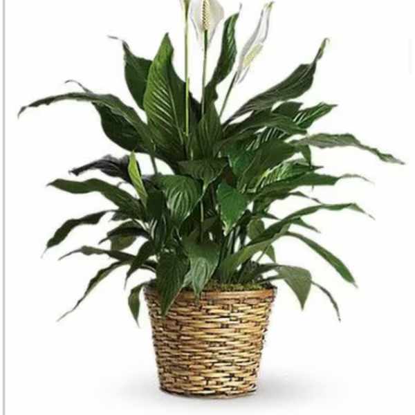 Potted peace lily with white blooms in a woven basket