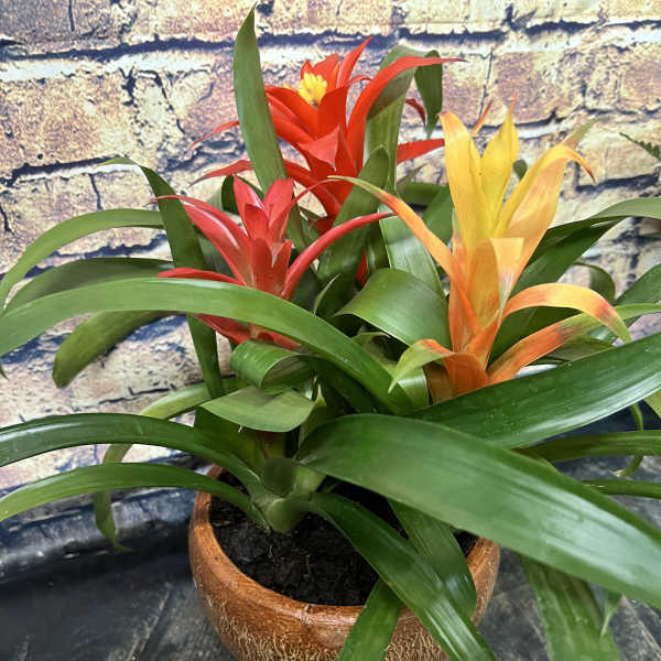 Potted bromeliad plant with red and yellow blooms