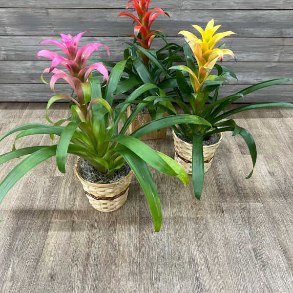 Three potted bromeliad plants with pink, red, and yellow blooms