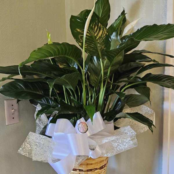 Potted peace lily in a woven basket with a white ribbon