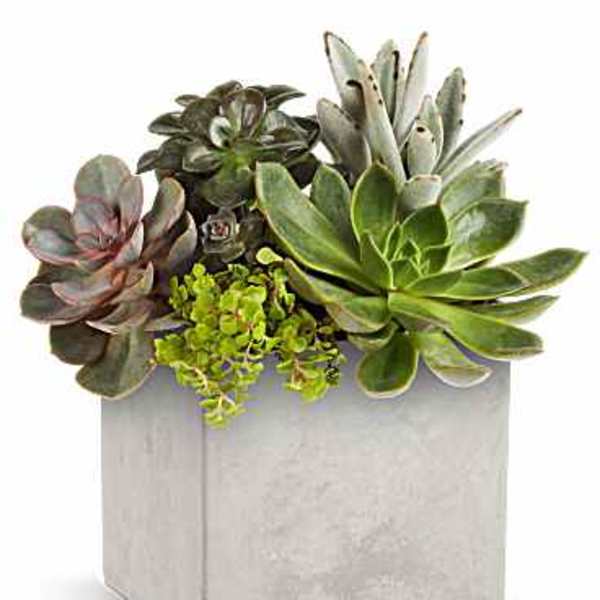 Succulent arrangement in a square gray planter