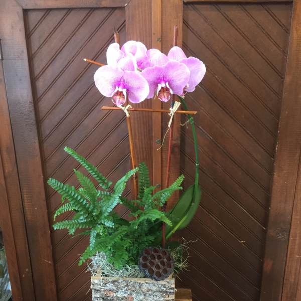 Pink orchid arrangement in a bark-covered container with fern foliage
