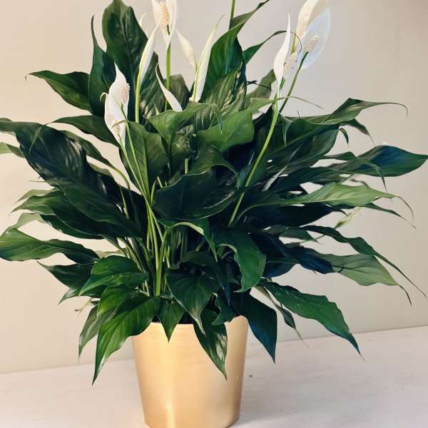 White peace lilies in a gold pot with dense dark green foliage