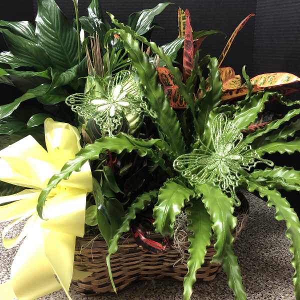 Tropical plant arrangement in a wicker basket with a yellow bow