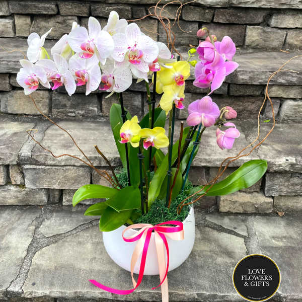 White bowl planter with white, yellow, and pink phalaenopsis orchids tied with pink and peach ribbons