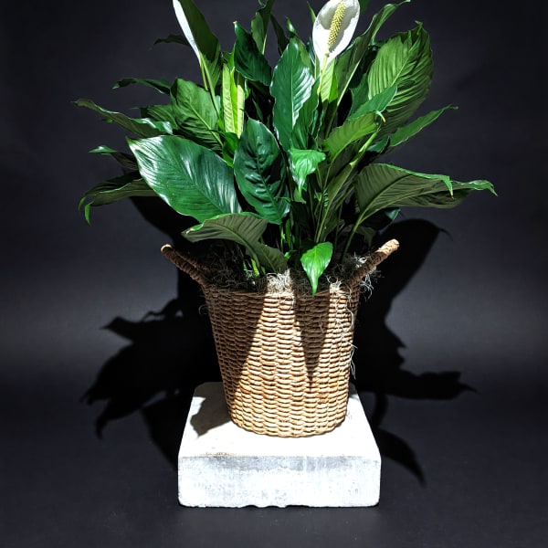 Spathiphyllum