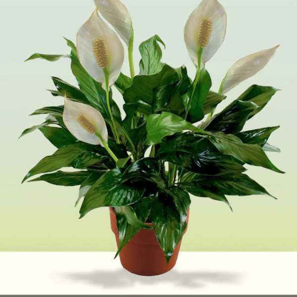 Potted peace lily with white blooms in a terracotta pot