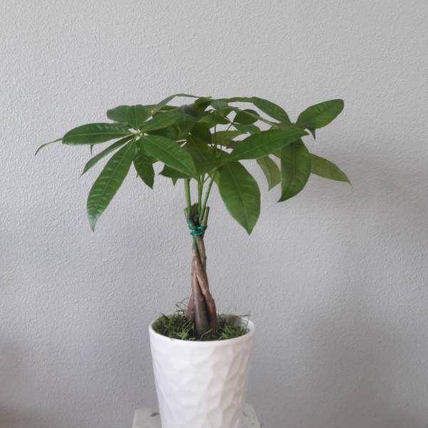 Potted money tree plant in a white textured pot