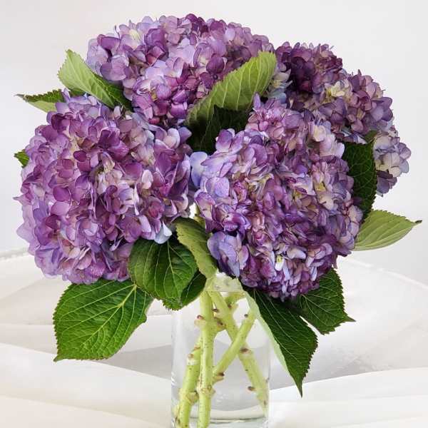 Arrangement of purple hydrangea blooms in a clear glass vase on a white surface