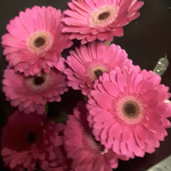 Bouquet of bright pink gerbera daisies