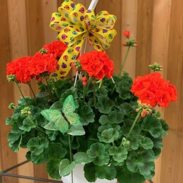 GERANIUM HANGING BASKET
