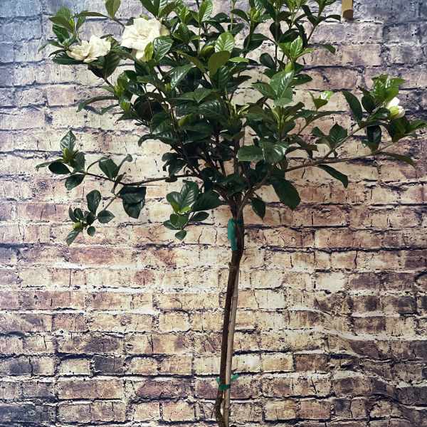 Potted flowering plant with white blooms and glossy dark green leaves