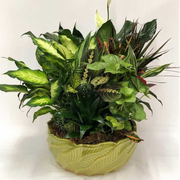 Lush green houseplant arrangement in a leaf-shaped ceramic planter