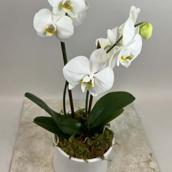 White orchid plant in a white pot with moss