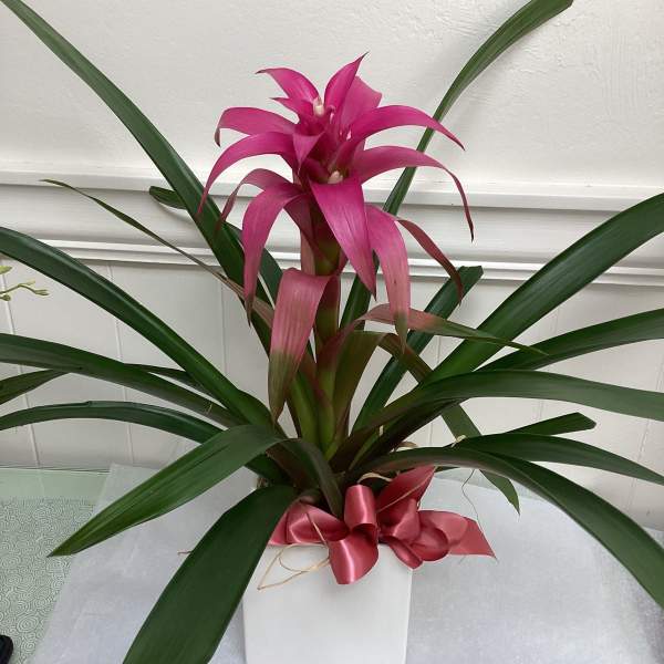 Pink Bromeliad