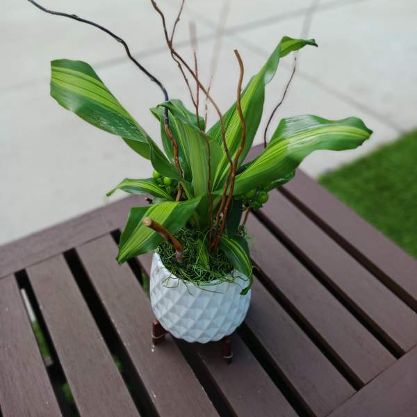 Potted green plant with long leaves in a white textured pot