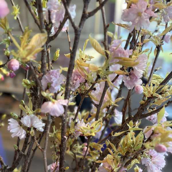 Seasonal Special Flowering Quince or Cherry Blossom Branches