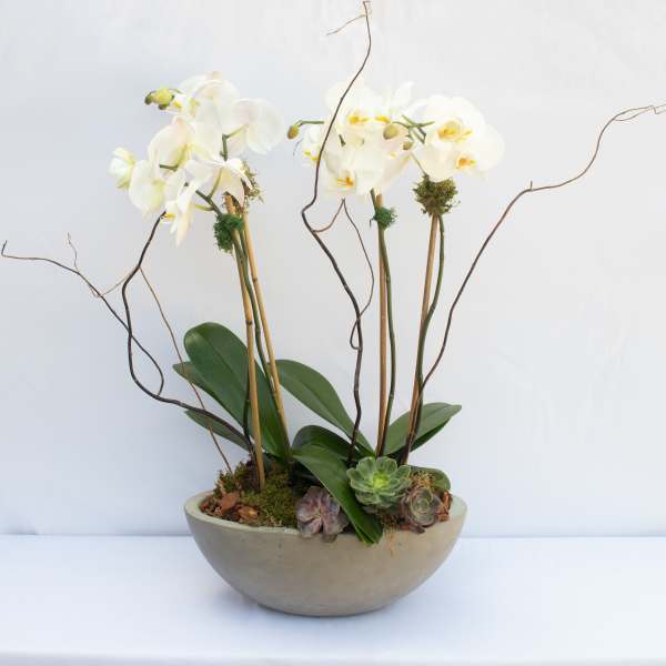 Cement Orchid- oval bowl