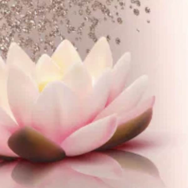 Pink and white lotus flower on a soft reflective background
